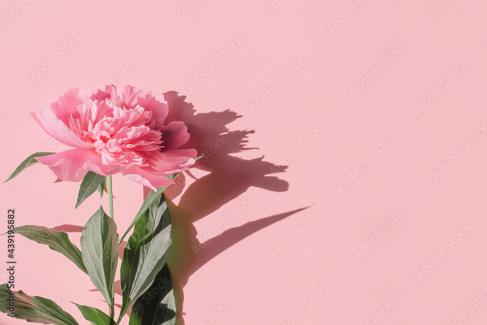 Summer composition with pink peony flower close up on pastel background with sunlit. Creative layout in minimal style. Flat lay. Top view. Nature concept