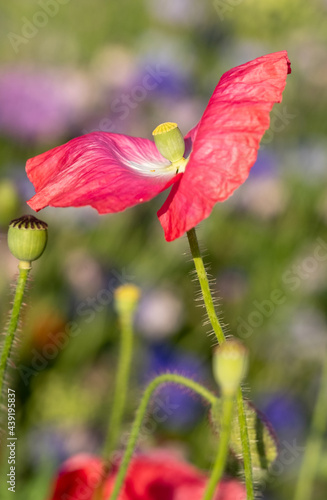 Red popy wild flowers, photographed in mid summer in the UK. photo