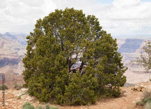 Two-Needle Pinyon (Pinus edulis) tree on south rim Grand Canyon National Park, Arizona