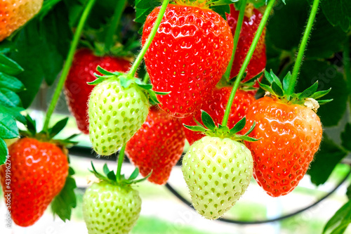 Strawberries plant. Red strawberries on the branches. Eco farm. Selective focus. Strawberry in a greenhouse with high technology farming. Agricultural Greenhouse with hydroponic shelving system. 