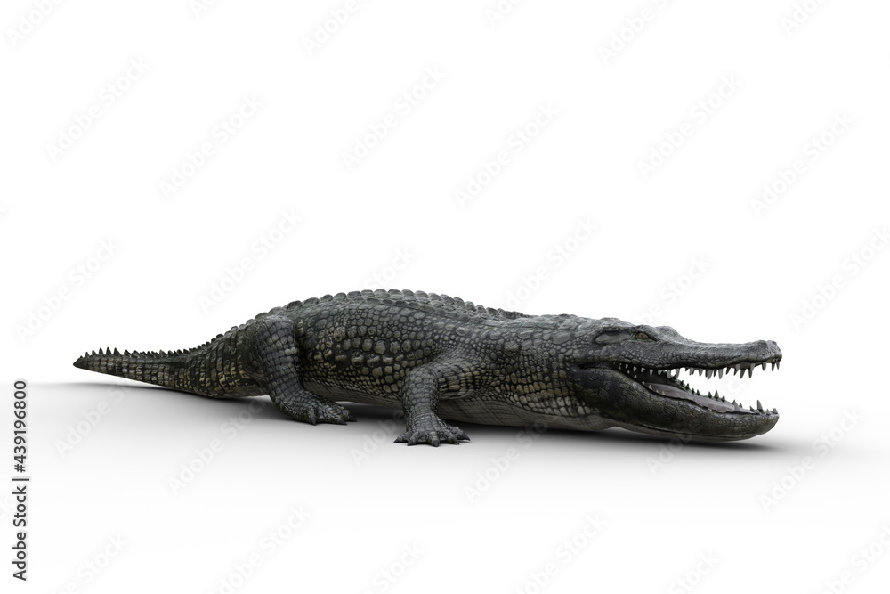 3D illustration of an Alligator standing on land with jaws open isolated on white. 3D illustration of an Alligator standing on land with jaws open isolated on white.
