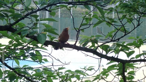 Tokyo,Japan-June 11, 2021: Morning singing of Chinese hawamei or Chinese thrush or Melodius laughing thrush on a branch
 photo