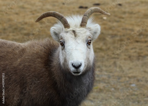 Closeup of a Stone Sheep (Ovis dalli stonei) along the Alcan highway in British Columbia