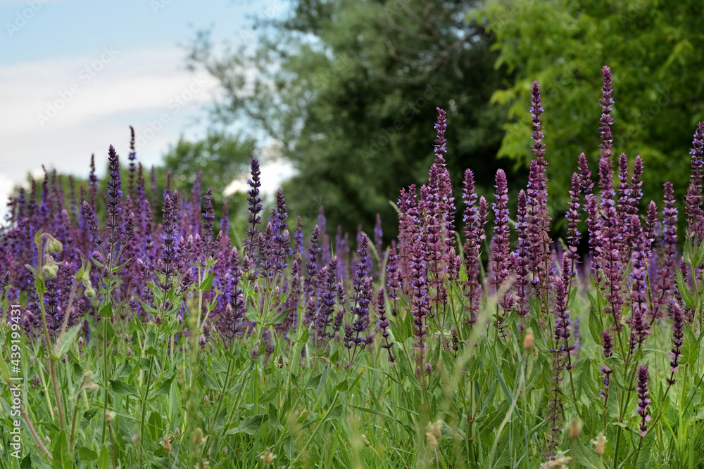Naklejka premium Beautiful many purple flowers on a meadow on a summer sunny day in nature. Natural background concept