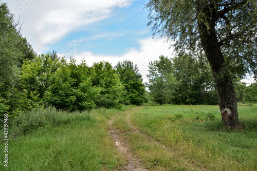 The rural road through a meadow and forest on a summer sunny day in nature