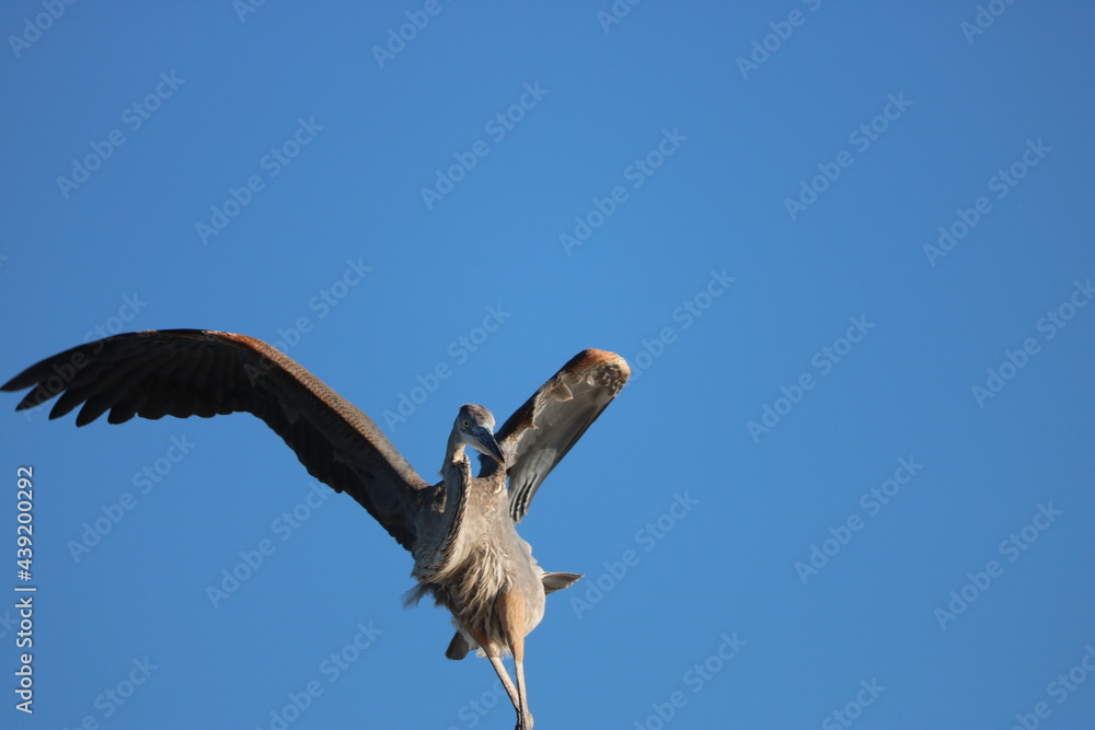 Fototapeta premium vulture in flight