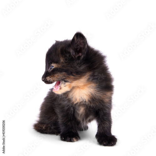 Small black kitten with orange spots  isolated on white background. Looking away. Kitten hiss. Black kitten. Blue eyes