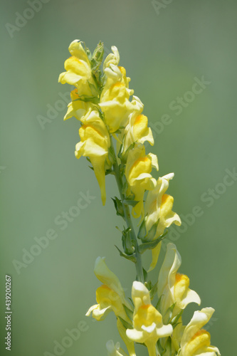 Springtime yellow toadflax or Linaria dalmatica wildflowers blooming in field