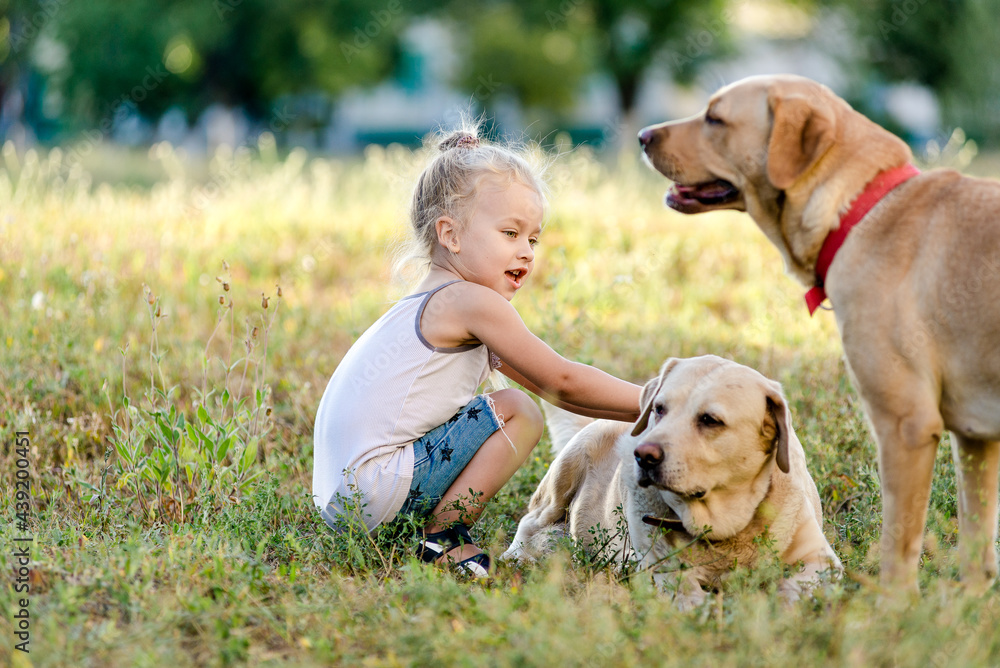 Little girl is playing with a labrador in the park. Little girl is playing with a labrador in the park.