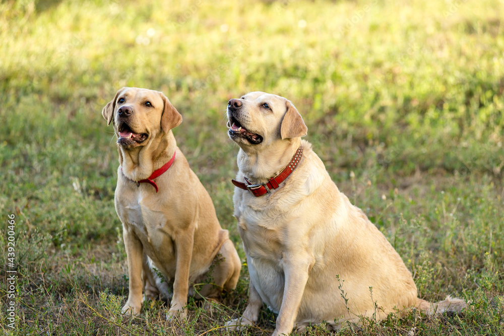 Two Labrador Retrievers sit on the grass in the park.