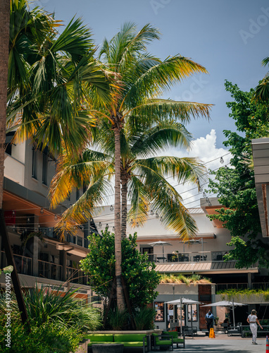 palm tree in the city coconut grove florida 