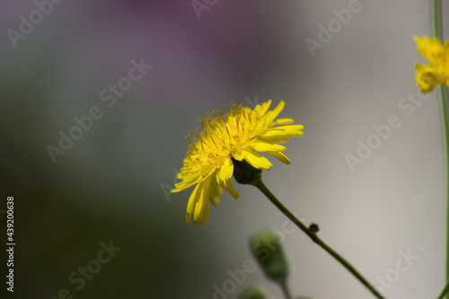 Fotografie, Obraz Close-up of yellow flower of a Sonchus Asper or cerraja
