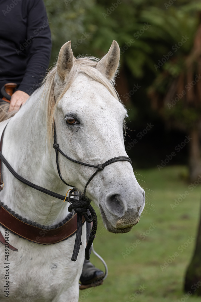 Fototapeta premium Kaimanawa Wild Horses head study of a tamed horse