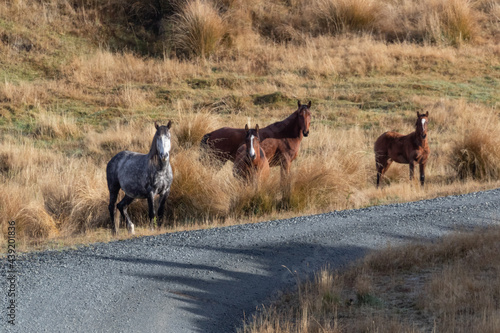 Fototapeta Naklejka Na Ścianę i Meble -  Kaimanawa Wild Horses standing in the grass