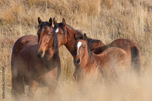 Kaimanawa Wild Horses standing in the long grass
