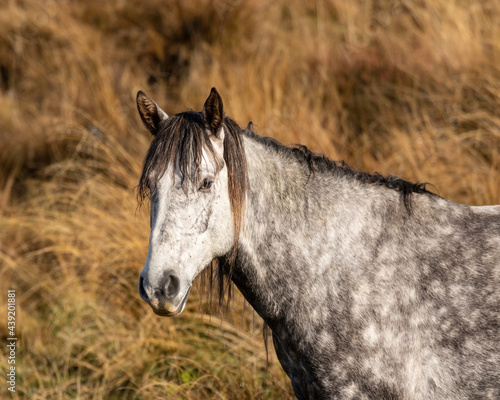 Kaimanawa Wild Horses head study of grey stallion