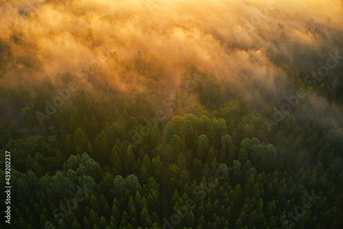 Drone view of forrest during the sunset in Sweden . High quality photo photo