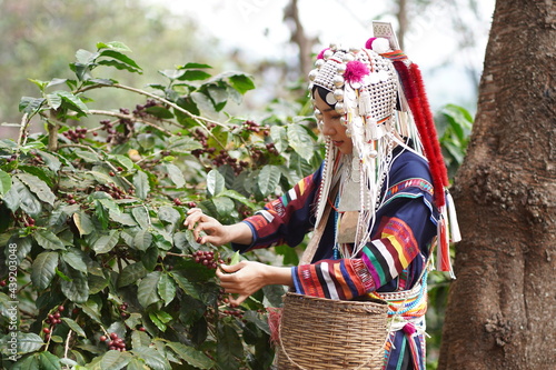 agricultureFarmers' tribes harvest ripe coffee beans on coffee plants, industrial cherries on Arabica berries by hand. Robusta coffee and arabica berries 