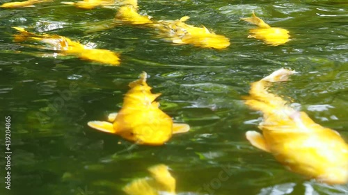 猛スピードで泳ぐ黄金の鯉の群れ