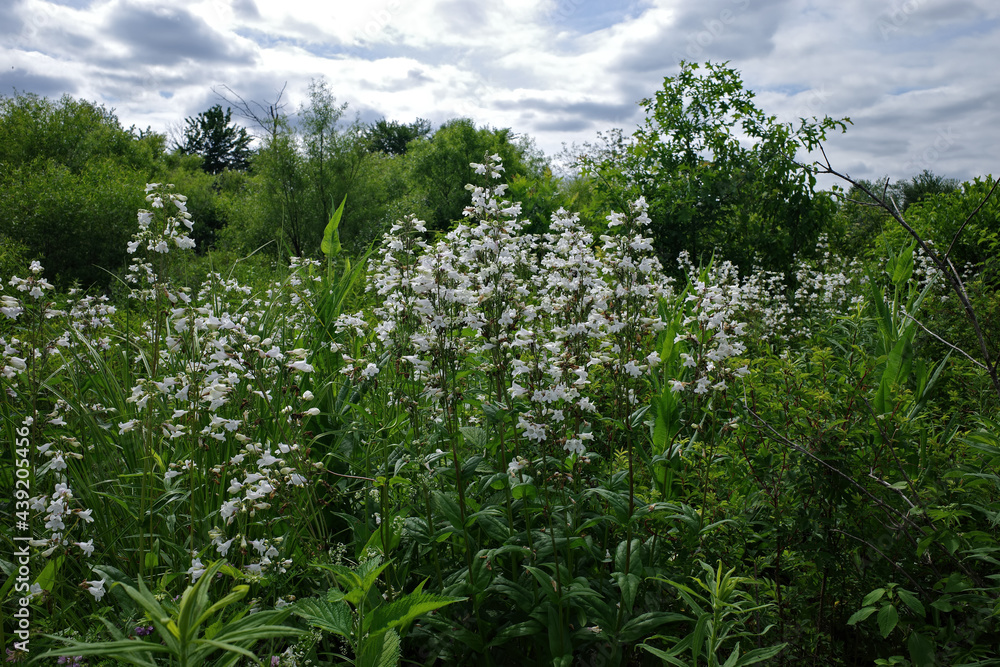 Foxglove beardtongue is a species of flowering plant in the plantain family Plantaginaceae. The flowers are white and are borne in summer. It is native to eastern Canada and the eastern United States.