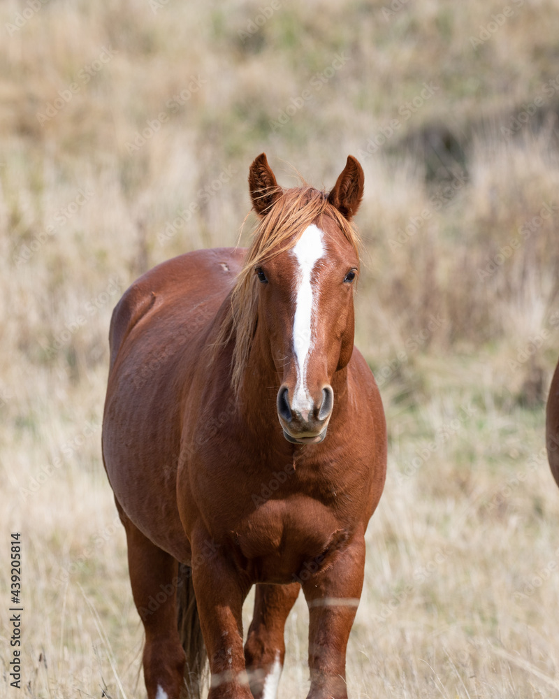 Kaimanawa Wild Horses Head study