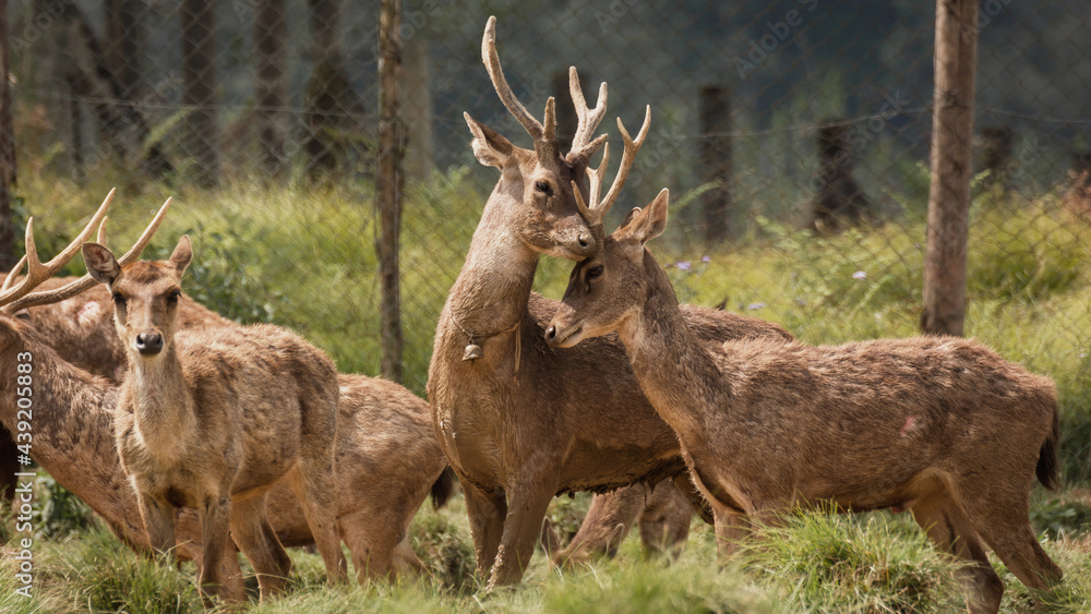 Obraz premium two Javan deer in captivity