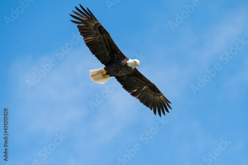 Adult bald eagle against a brilliant blue sky © feeferlump