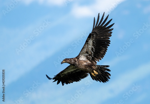 Juvenile bald eagle flying against a blue sky