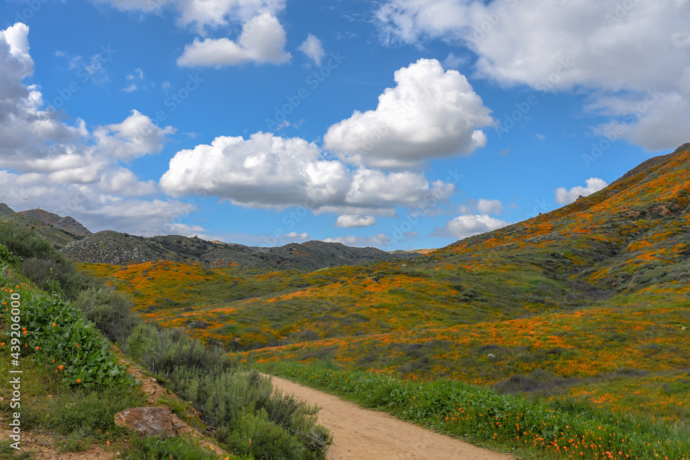 California wildflowers California wildflowers