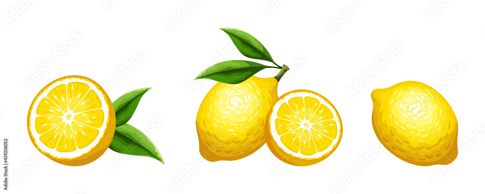 Naklejka Vector set of citrus lemon fruit isolated on a white background.