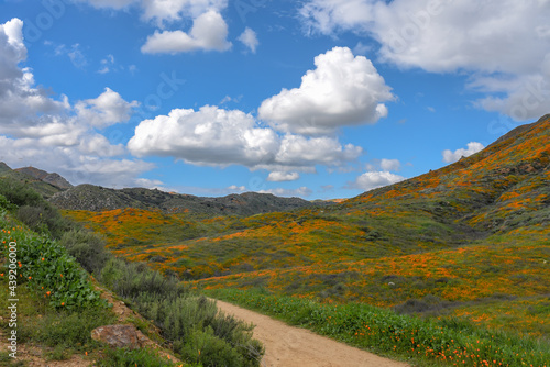 California wildflowers 