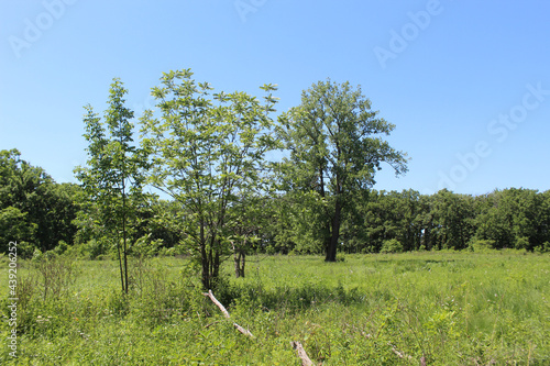 Two black walnut trees with a cottownwood tree in the background at a meadow at the Somme Prairie Nature Preserve in Northbrook, Illinois photo