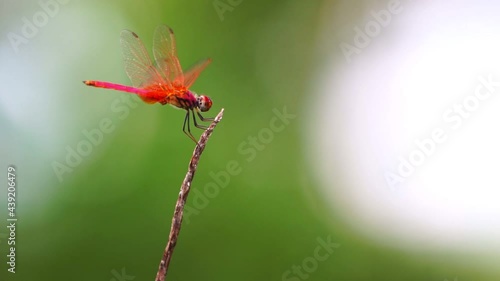 Slow motion shot of red dragonfly hovering above the twig and then sitting on twig Beautiful animal insect in the wild