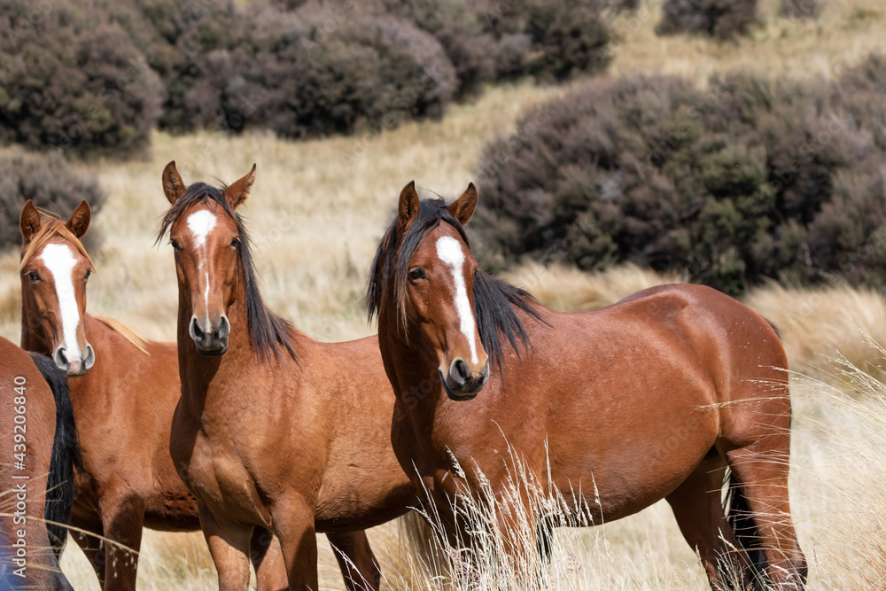 Fototapeta premium Kaimanawa Wild Horses running free in the tussock grass