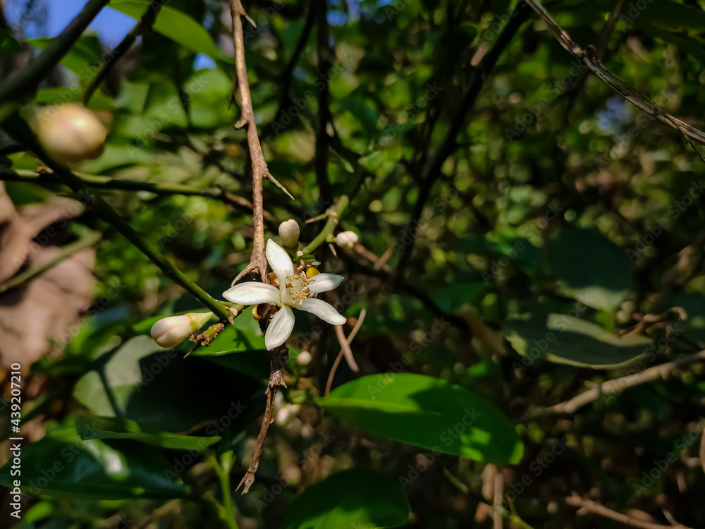 The lemon (Citrus limon) is a species of small evergreen tree in the flowering plant family Rutaceae, native to South Asia, primarily Northeast India. The lemon (Citrus limon) is a species of small evergreen tree in the flowering plant family Rutaceae, native to South Asia, primarily Northeast India.