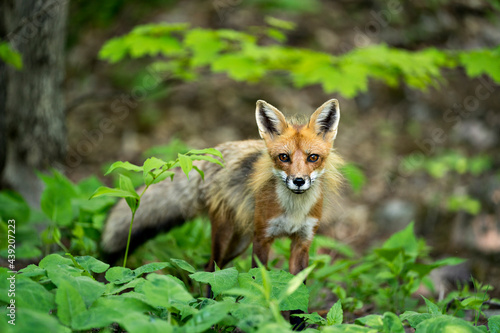 Red Fox Photo. Fox Image.  Close-up profile view in the forest with foliage and looking at camera in its environment and habitat. Picture. Portrait. ©  Aline