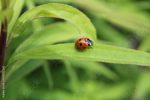 a ladybird