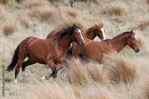 Kaimanawa Wild Horses running free in the tussock grass