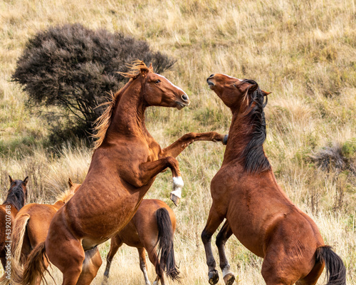 Kaimanawa Wild Horses Stallions fighting