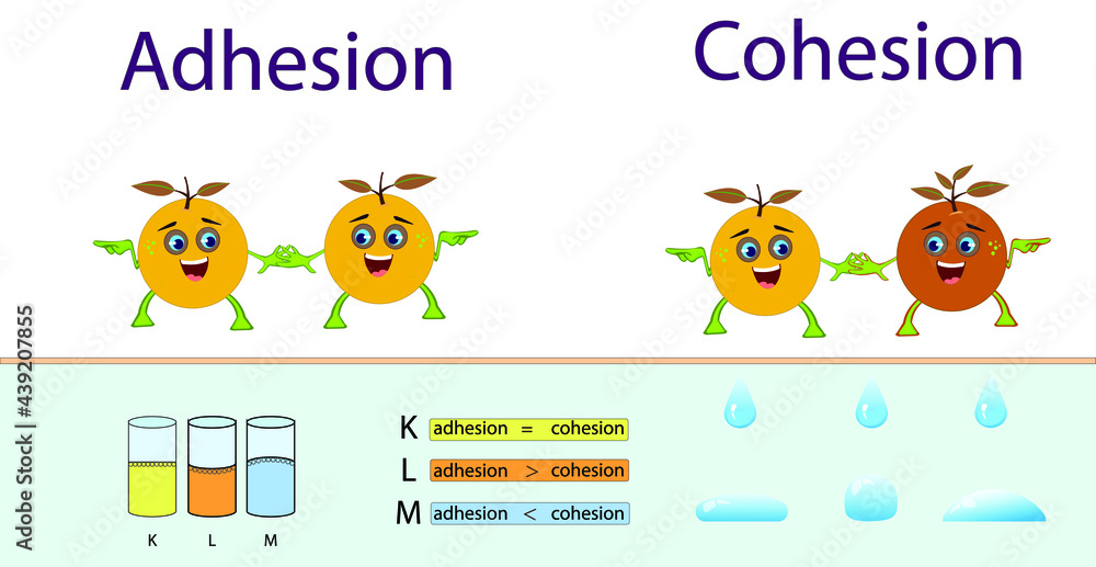 adhesion, cohesion for physics lesson