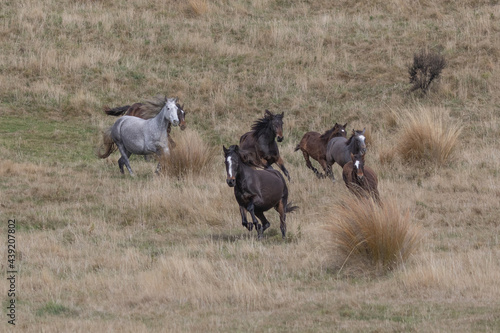 Fototapeta Naklejka Na Ścianę i Meble -  Kaimanawa Wild Horses running free in the tussock grass