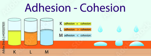 adhesion, cohesion for physics lesson