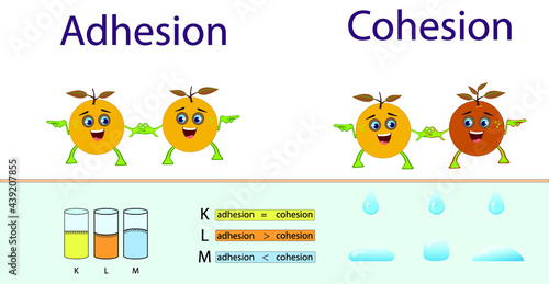 adhesion, cohesion for physics lesson