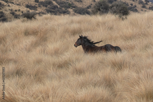 Kaimanawa Wild Horses running free in the tussock grass