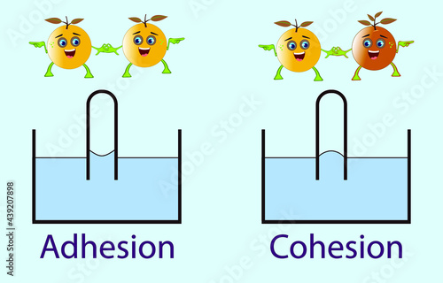 adhesion, cohesion for physics lesson