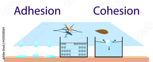 adhesion, cohesion for physics lesson