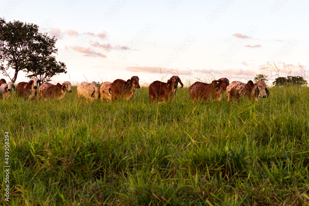 Obraz premium Gado no pasto verde na fazenda em Minas Gerais.
