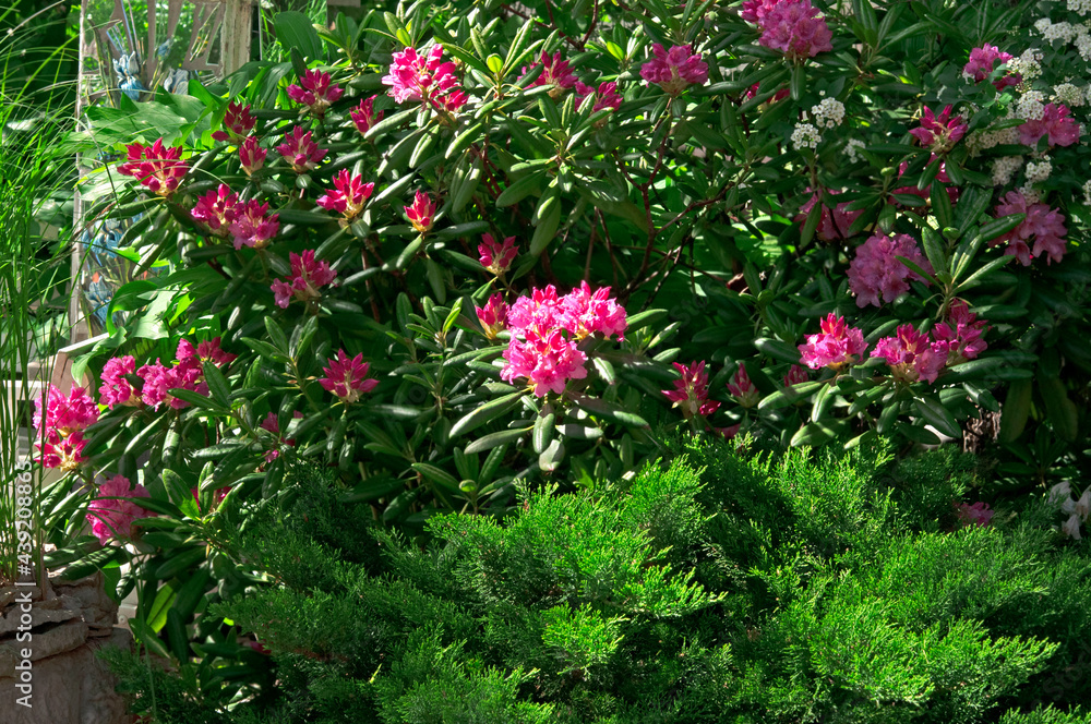Beautiful bright pink rhododendron flowers (Rhododéndron) in a flower garden on a bright sunny day