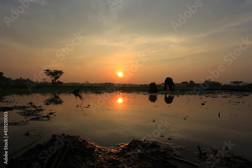 Silhouette of farmer planting rice in the morning at sunrise.