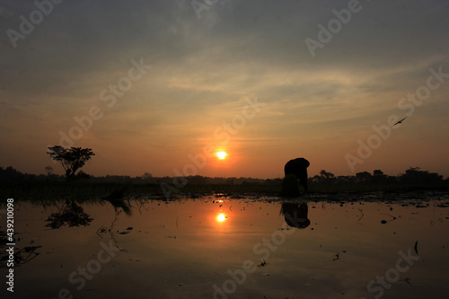 Silhouette of farmer planting rice in the morning at sunrise.